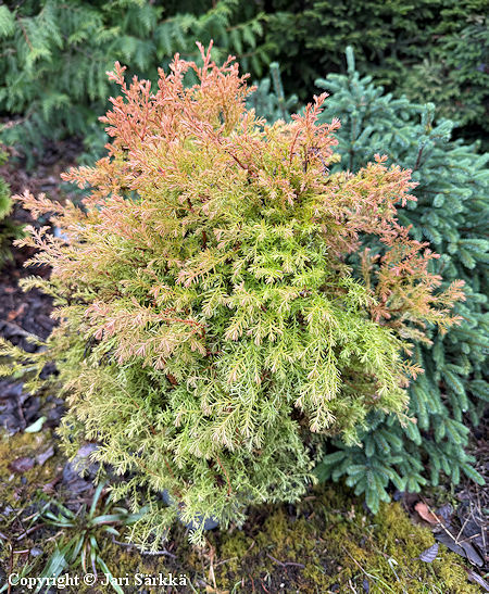 Pallotuija - klottuja - Thuja occidentalis 'Fire Chief'